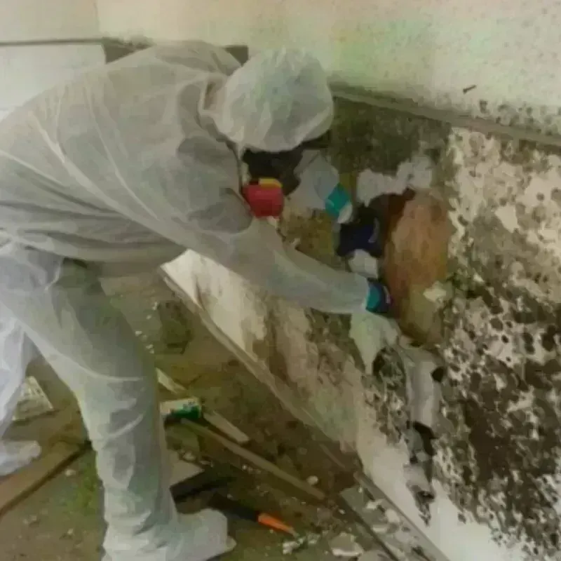 Mold Remediation and Removal in Alvin, TX